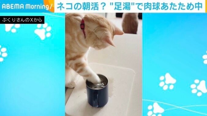 猫のポッケくん