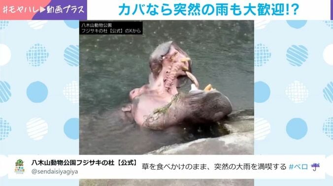 カバの「ベロ」