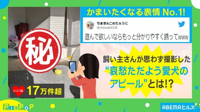 もっと分かりやすく誘って！ ボールを見つめる犬の “哀愁漂う”かまってアピールに「不器用」「可愛すぎる！！」絶賛の声 1枚目