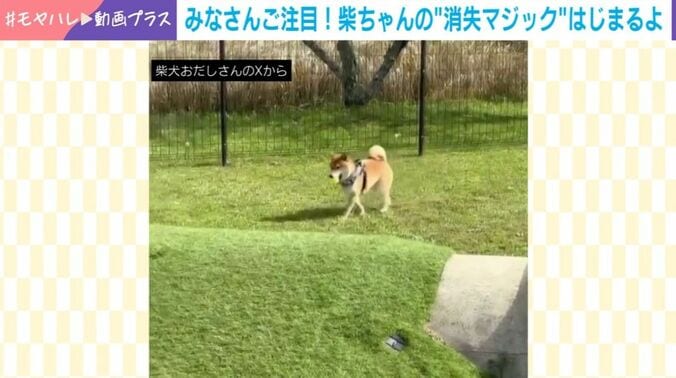 柴犬・おだしくん