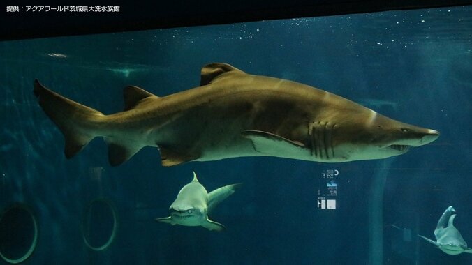 【サメの見分け方】アクアワールド茨城県大洗水族館にいるサメ｢シロワニ｣を見分けよう 4枚目