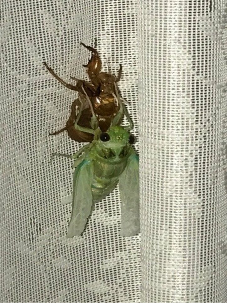 菊池麻衣子、セミの羽化写真を公開「妖精みたいだった」