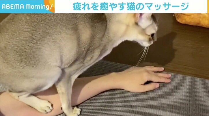 飼い主の腕や足をふみふみ 疲れた体を 肉球 で癒してくれる猫が話題 国内 Abema Times