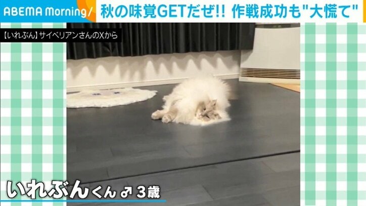 猫のいれぶんくん