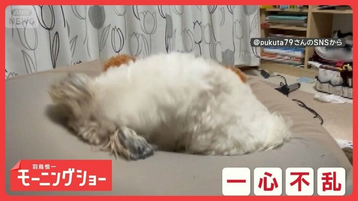 一心不乱だワン 「ここ掘れ」からの電池切れ…一瞬でパタリ犬 疲れて寝ちゃったの?