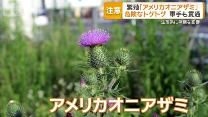 アメリカオニアザミ
