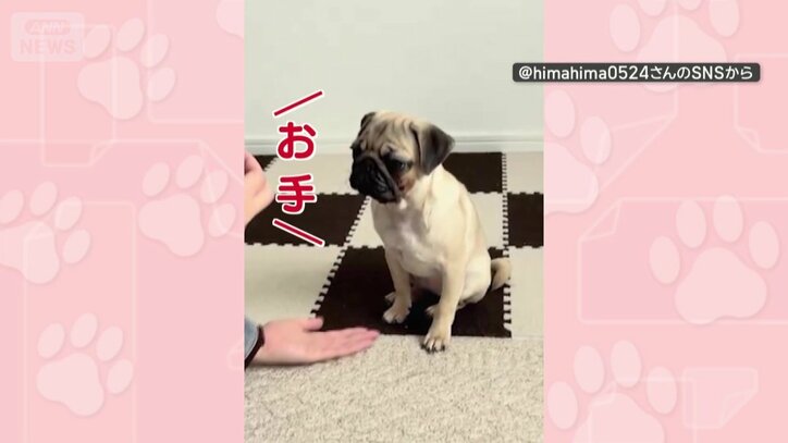 「お手！」