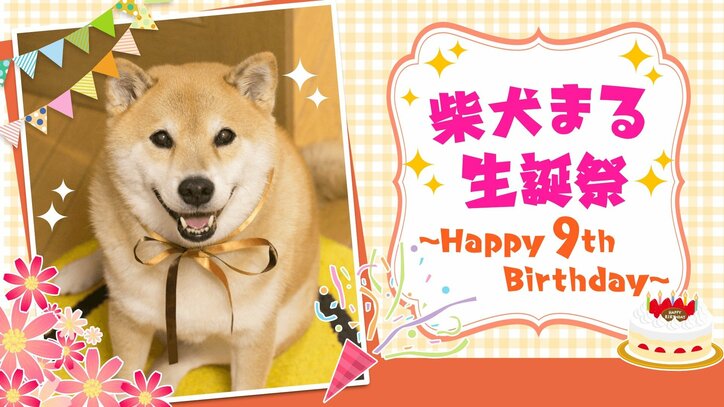 柴犬まる「9歳になりました」 可愛すぎて海外ファンからもラブコール