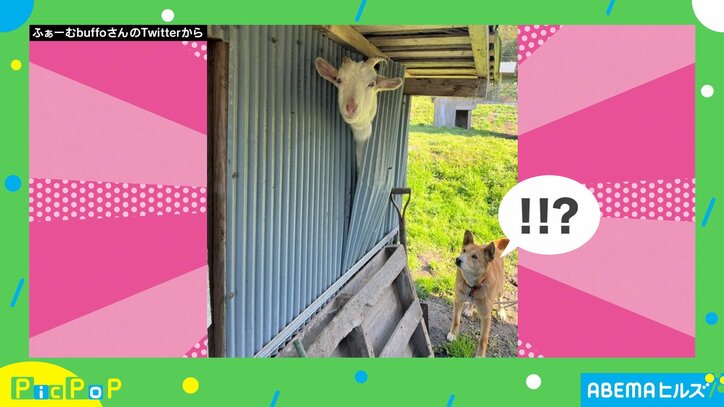 戸は閉まっているのにヤギ脱走 “クセ強”な抜け出し方に「まさに“隙あらば”」「大胆不敵」と話題
