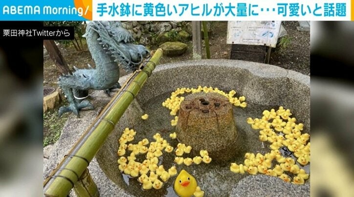 京都・粟田神社の“アヒル手水”が話題に 「可愛くて癒やされる」「龍が微笑んでいる…気がする」