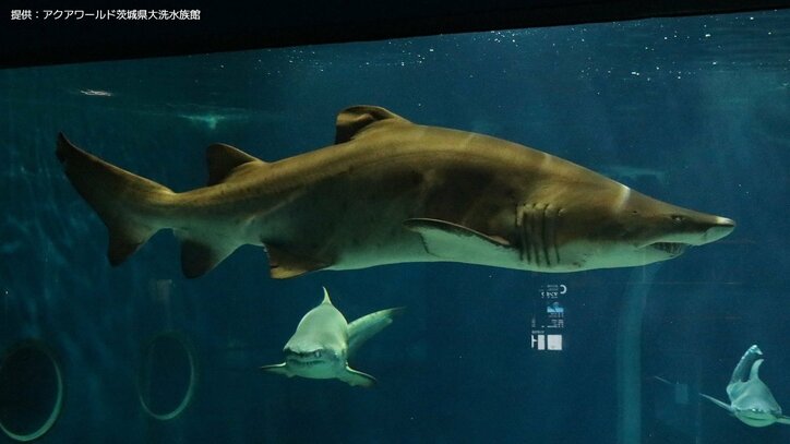 【サメの見分け方】アクアワールド茨城県大洗水族館にいるサメ｢シロワニ｣を見分けよう