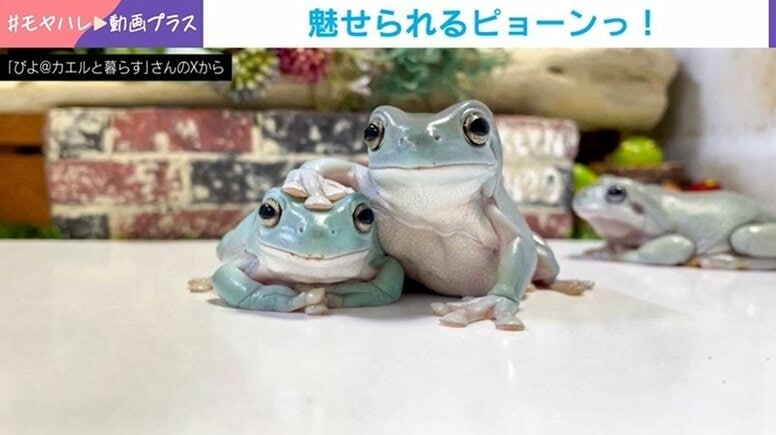 ピョーンっ！人に慣れすぎたカエルの“大ジャンプ”に「鳥かと思った」「人に慣れるんか」と驚きの声続出