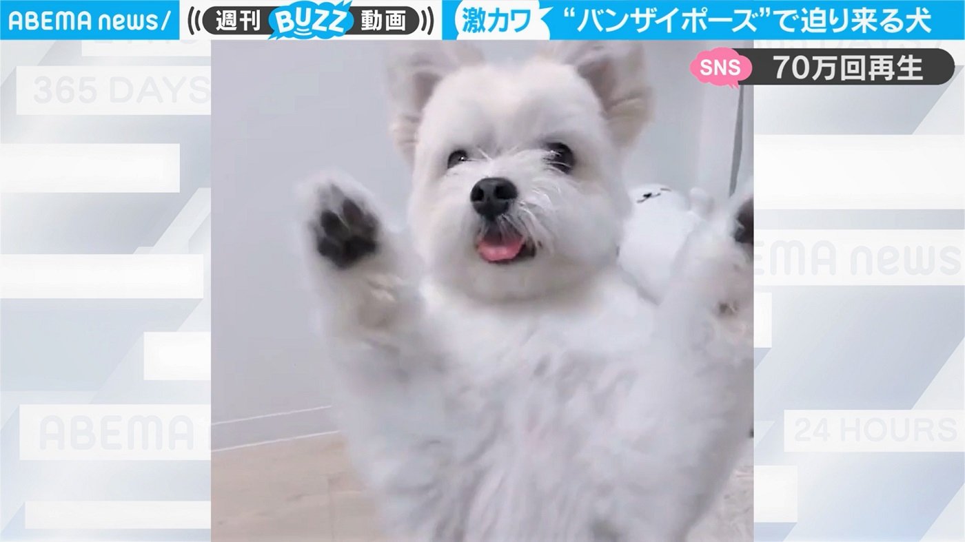 可愛すぎるゾンビ 舌ペロ バンザイでワンちゃんが急接近 尊い 尊い 悶絶の声 国内 Abema Times