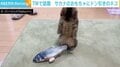 魚のおもちゃにドン引き？ 2本足で立ち上がり“ガン見”する猫に反響