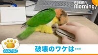 【映像】「鳥を肩に乗せて優雅に仕事できますね!」→理想と現実との“ギャップ”に爆笑の声