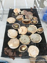 高橋真麻『夏だ！BBQだ！』