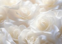 秋野暢子『静かな朝』