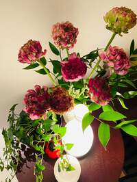 戸田恵子『ひきこもごもです。』