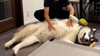 【映像】「お客さんに警戒心ゼロ」の超大型犬