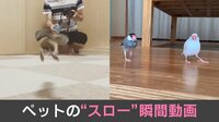 【映像】シマリスの驚異的な動き