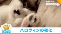 【映像】“おばけ”に見える猫の肉球