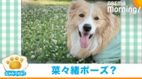 【映像】菜々緒ポーズでおやつを食べる犬