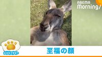 【映像】「なんつー顔してるんだ笑」ご満悦の表情でブラッシングされるカンガルー