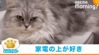 【映像】“予想外な場所”で小刻みにブルブル震える猫