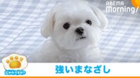 【映像】「部屋には戻らないぞ！」バルコニーで飼い主を見つめる犬