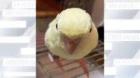 【映像】カメラに反応 サザナミインコが“シャッター音まね” 