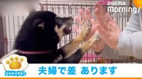 愛犬の対応が夫婦で大違い