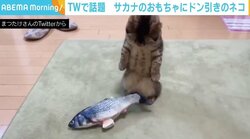 魚のおもちゃにドン引き？ 2本足で立ち上がり“ガン見”する猫に反響