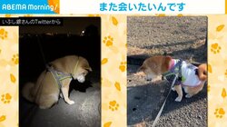 柴犬が散歩中に“たぬき”を発見 また会えると信じて遭遇場所で待つ姿に「健気」「友達になりたいのかな」と話題
