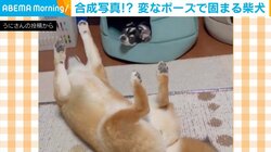 柴犬「こりゃお手上げだ～」…ピタッ！ あまりの固まりっぷりに「もしや…ぬいぐるみ？」「可愛いのが転がってる」の声