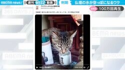 犯行現場は“仏壇” 水を空っぽにする“不届きな猫”激写で「ご先祖様もニヤニヤしてる」と100万回再生