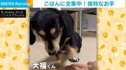 「なんでスローになっちゃうのｗ」直前の大興奮から一転、ご飯がくると“ゆっくり”になるイヌに反響