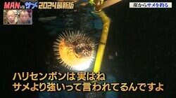 ハリセンボンはサメより強い？針だと思われているものは針ではない？ナスDが明かす不思議な体の秘密
