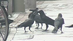 都内のカラス、2割程度に　ごみ対策徹底が奏功、エサ減って繁殖率下がる