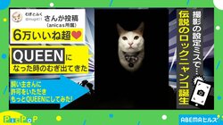 猫がカメラ設定ミスで“QUEEN”化 ジャケ写とそっくりな姿に「頭の中に音楽が流れた」「暗闇から出てきたみたいで面白い」の声