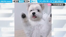 「可愛すぎるゾンビ」舌ペロ＆バンザイでワンちゃんが急接近 「尊い、尊い」悶絶の声