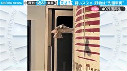 先頭車両で“効率よく”お食事　賢いスズメが「まるでお掃除係」と話題
