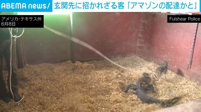 ワニ