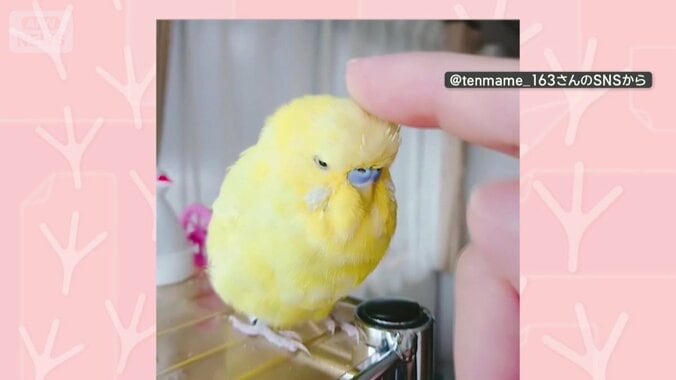 なでられて気持ちいい