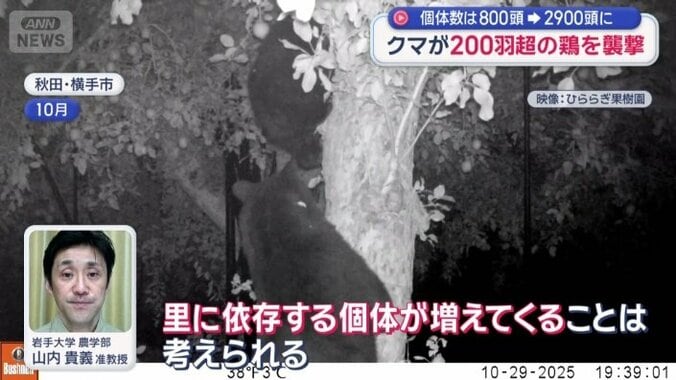 クマの密度が高くなると、エサの競争が始まる