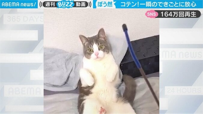 まさかの転倒に猫が“キョトン顔” 一瞬の出来事に「レジェンドオブ放心状態」の声 1枚目