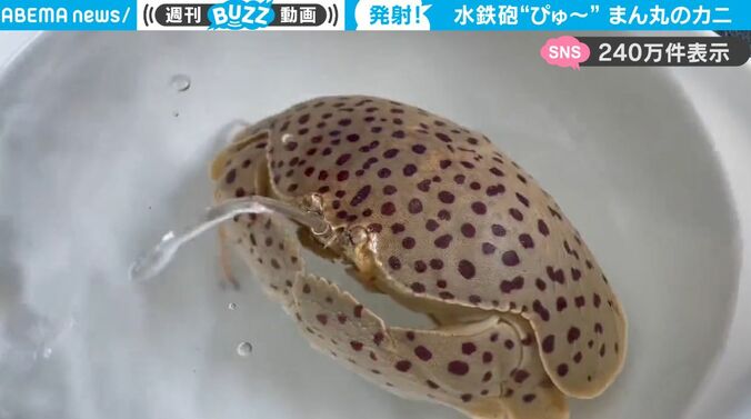 まん丸のカニを触ってみると…突然驚きの行動に！水鉄砲ように水をぴゅ～と吹き出す様子がかわいすぎると話題に「か、か、かわいいッ」 1枚目