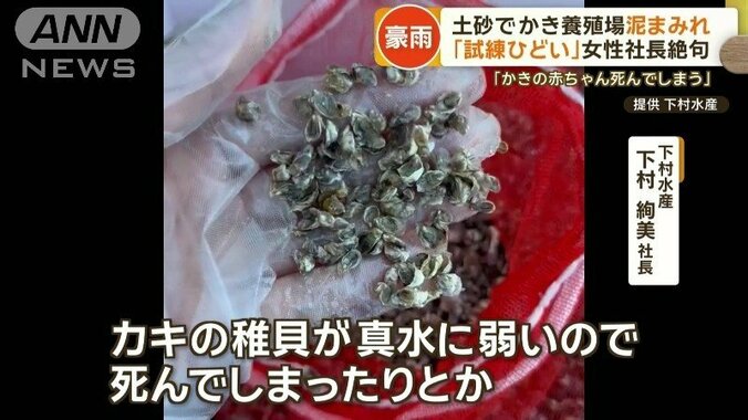 真水で「カキの赤ちゃん死んでしまう」