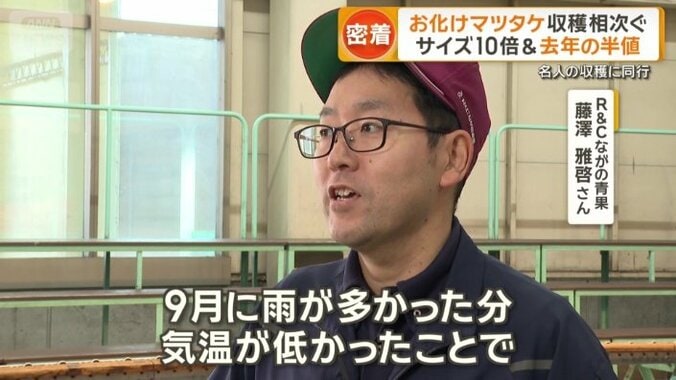 マツタケの生育環境が良かった