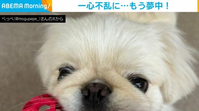 ぺっぺちゃん
