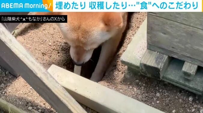 柴犬の「もなか」ちゃん